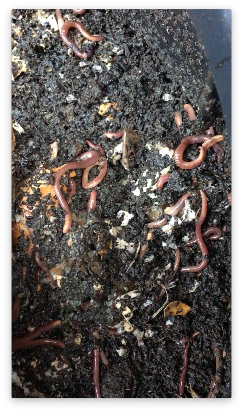 Can of worms jpg